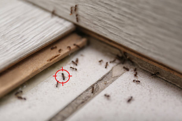 Best Spider Control Near Me  in Bremen, OH