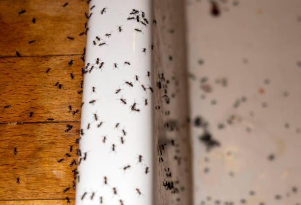 Best Exterminator Services  in Bremen, OH