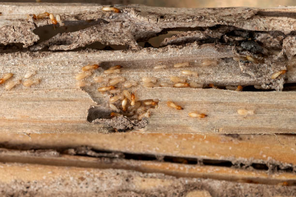 Best Pest Control for Homes  in Bremen, OH
